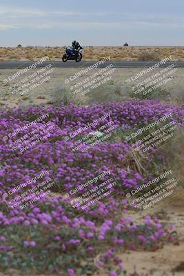 media/Jan-14-2023-SoCal Trackdays (Sat) [[497694156f]]/Turn 14 Exit Bloomig (145pm)/